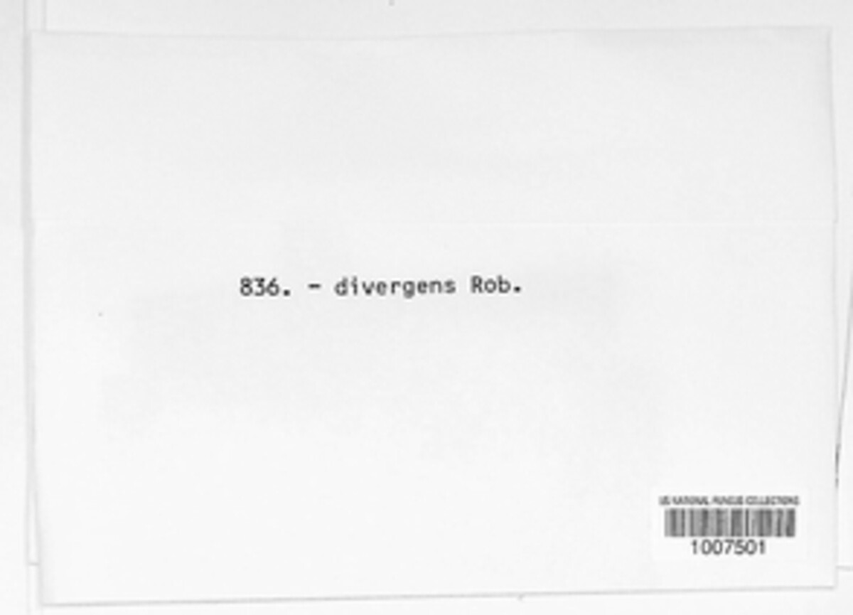 Pseudopeziza divergens image